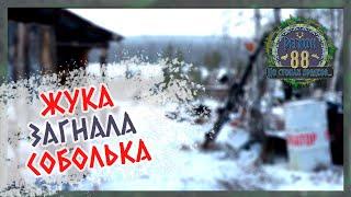 Регион 88 | Жука загнала соболька. У собак веселье. Вывез мясо