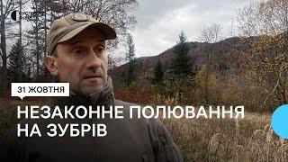 На Львівщині незаконно вполювали двох червонокнижних зубрів: в поліції відкрили кримінальну справу