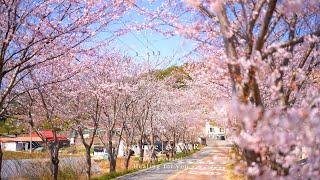 Spring has come, with cherry blossoms  Spring flowers Spring scenery Healing White noise ASMR