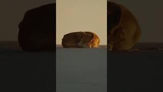 Let sleeping dingoes lie.