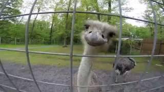 OSTRICH ATTACK(GET OUTSIDE OHIO!!!)