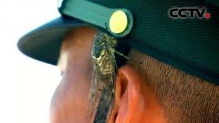 昆虫爬脸，纹丝不动 | CCTV