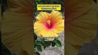 প্রচন্ড গরম থেকে জবা গাছকে বাচানোর সহজ টিপস / save your Plants from heatwave #shorts
