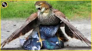 20 Cruelest Birds of Prey Hunting Moments