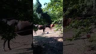 summer cicadas and hungry momma horses #horses #horse #muslimah #equestrian #arabianhorses #aqha