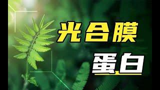 這個海洋中的“霸道總裁”，貢獻了全球每年20%的原初生產力!？|中科院|格致論道|科學科普|知識科普|中科院SELF講壇|