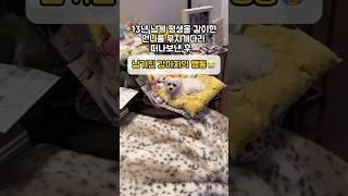 홀로 남겨진 강아지의 행동 평생을 같이한 언니가 무지개다리 건넌걸 아는걸까…. ㅠ #펫로스증후군 #이별 #슬픔