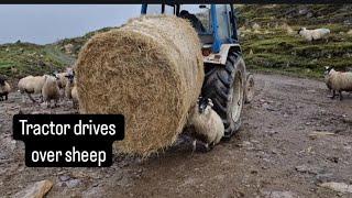 Tractor backs over sheep #lambing #cuteanimals #cows #farm #farming #shepherd #tractors #lambing