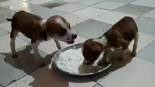 Puppy Fight