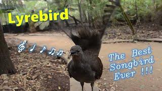 Lyrebird: The Best Songbird Ever!