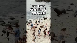 Sea Lions Terrorize People on Beach #Funny #SeaLions #Sea