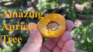 Amazing Apricot Fruit Tree Update