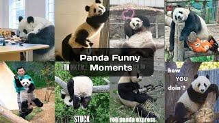 Panda!!funny moment videos compilation