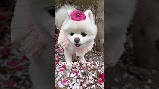 강아지가 제일 잘하는건.. #샤샤의하루 #cute #강아지 #pets #pomeranian