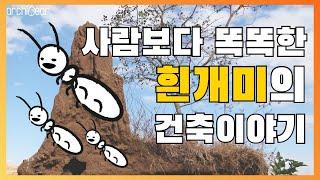 (ENG SUB)사람보다 똑똑한 흰개미의 건축 이야기 곰손그사건#16