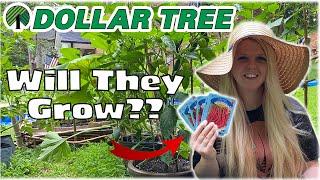 Dollar Tree Garden Seeds | Budget Garden