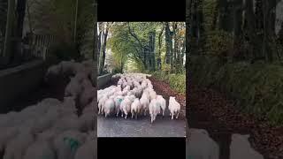  Smart Border Collie Saves the Day! Herding Sheep with Speed and Skill! 