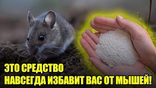 Как Избавиться От Мышей На Огороде? ЭТО Проверенное Средство Избавит Вас От Мышей Навсегда