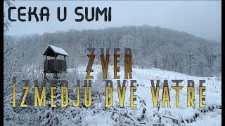 ZVER - Ceka u sumi-Izmedju dve vatre (Jeziva horor drama) Radio Drama