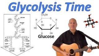 Glycolysis Time