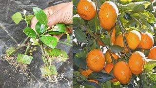 Propagate orange tree from cutting with alovera,, how to grow orange tree step by step