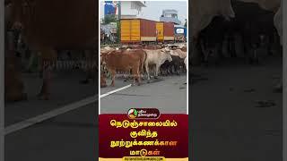 நெடுஞ்சாலையில் குவிந்த நூற்றுக்கணக்கான மாடுகள் | #shorts | #kanchipuram | #cow