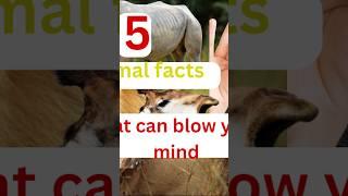 5 mind blowing facts you won’t believe are real! #ytshorts #shortyz