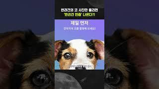 반려견의 코 사진으로 편리하게 '반려동물등록증' 발급?!