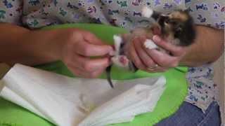 Orphaned Kitten Care: How to Videos - How to Stimulate an Orphaned Kitten to Urinate and Defecate