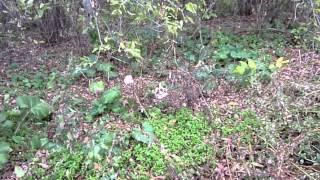 Giant Puffball Mushrooms