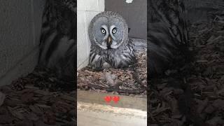 New Baby Great Grey Owls!!  at long last ️ #shorts #hatched #owl #baby #birds #love #excitement