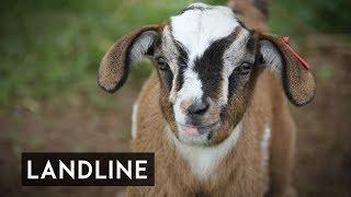 Miniature goats are the new cute kids on the block | Landline