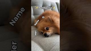  Her name is Barbacita  #pomeranian #funnydogs #shorts