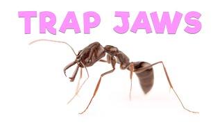 Ant Room Tour | Trap Jaw Ants