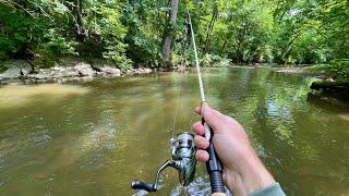 Creek Fishing for TROUT with Spinners (Brown & Rainbow)