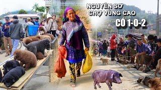 Bac Ha Lao Cai Market | Unique Hmong Shorthaired Dog, Piglet & Mountain Herbs