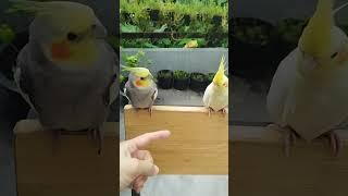 Lulu and girlfriend having good time in the morning  #birds #cockatiel