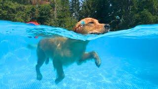 LIVE Pool Party! My Dogs Have a Blast at the Pool