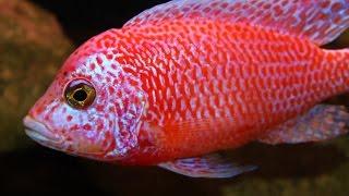 AWESOME BEAUTIFUL AQUARIUM FISH