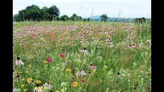 Save Southeastern Grasslands!