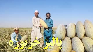 گزارش افغان مایک، حاصلات زراعت کانال قوشتپه، پالیز خربوزه، قیمت خربوزه عمده | Qoshtepa canal