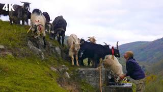 Shepherd Cemil’s Goat Herd and Hidden Paradise - Documentary