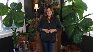 Fiddle Leaf Fig Care Guide!  // Garden Answer