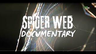 The Enigmatic Art of Spider Weaving How Nature's Most Incredible Web is Woven