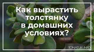 Как вырастить толстянку в домашних условиях? | toNature.Info