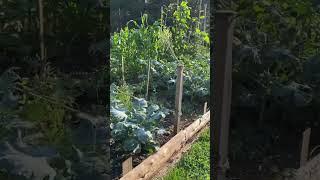 January vs. July #canada #gardening #grow#newbrunswick #garden #season #gardeningseason #winter