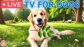 24 Hours of Dog TVRelaxing Dog Music for Sleep🩷Calming Dog Music to Ease Separation and Stress