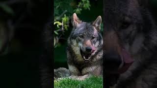 3 Interesting facts about Wolves