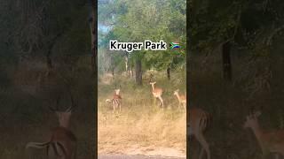 The Great Kruger Road Trip: Majestic Bucks Roaming Near Skukuza  #krugernationalpark
