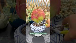 Beginner Succulent Plants: Easy Care Tips to Grow Thriving Succulents